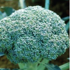 Broccoli---Green-King