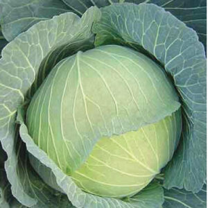 Cabbage---Green-Autumn