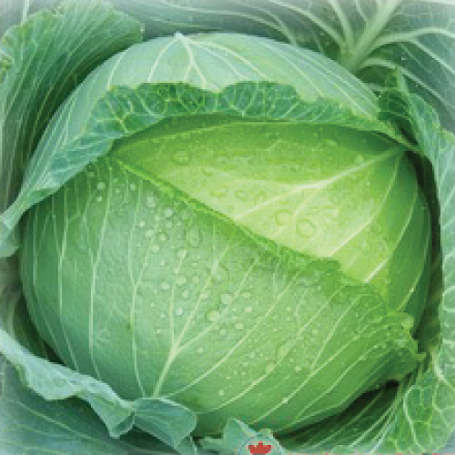 Cabbage---Tropical-Delight
