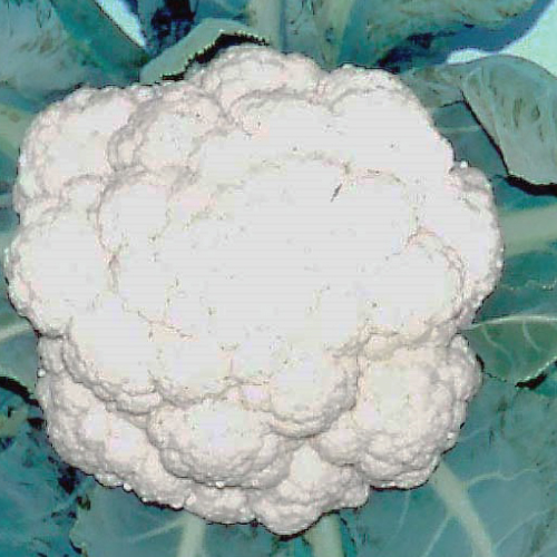 Cauliflower---Charming-Snow