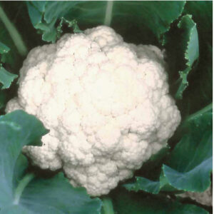 Cauliflower---Farmers-Extra-Early