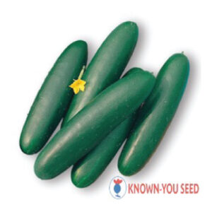 Cucumber---Green-Bowl