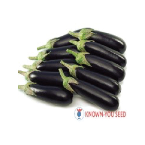 Eggplant---Tubby