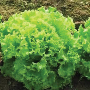 Lettuce---Fion-Green