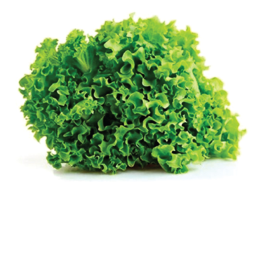 Lettuce---Matt-Green