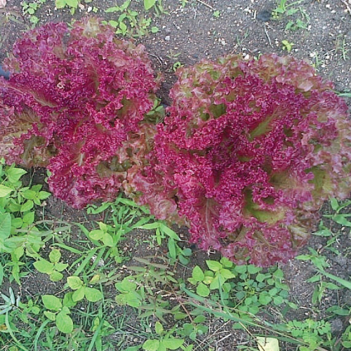 Lettuce---Red-Rapid