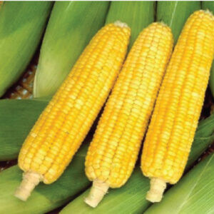 Sweet-Corn---Summer-Jean