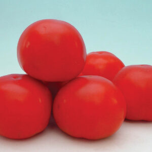 Tomato---Sensation